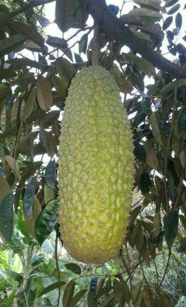 Unduh 82 Koleksi Gambar Durian Panjang  