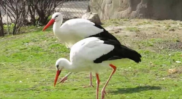 Burung Cekakak Steemit
