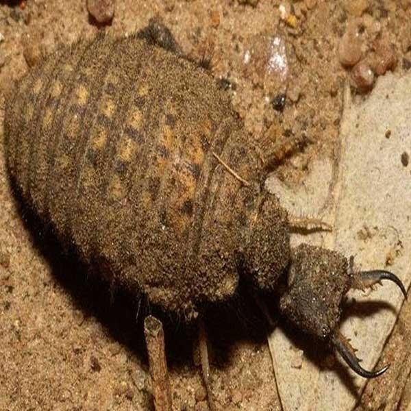 Undur Undur Myrmeleontidae Steemit
