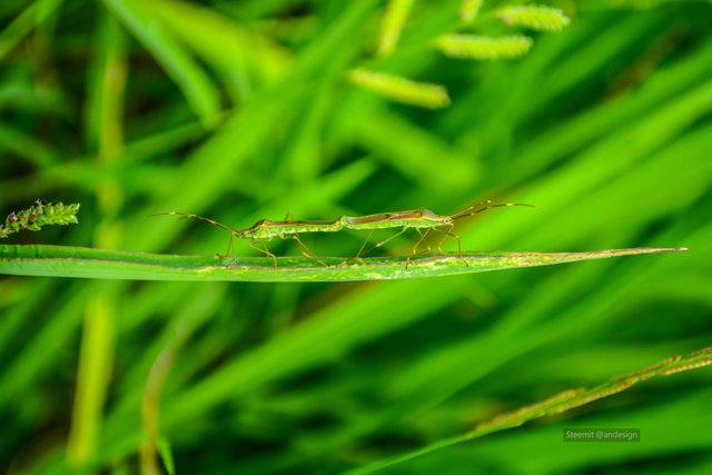 Colorchallenge Thursdaygreen Walang Sangit Steemit