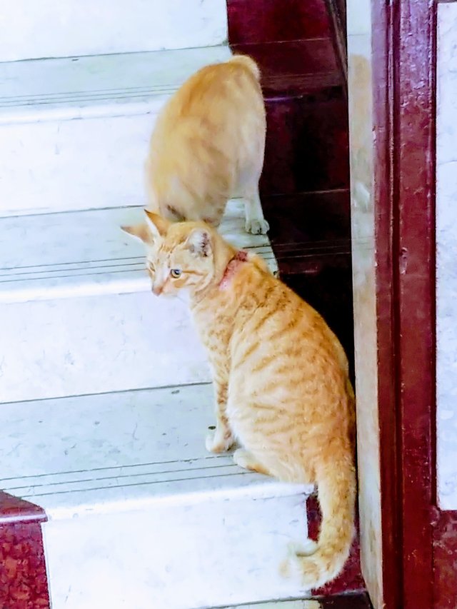 Populasi Kucing Rumah dan Kucing Pasar Meningkat Menjadi Kucing 