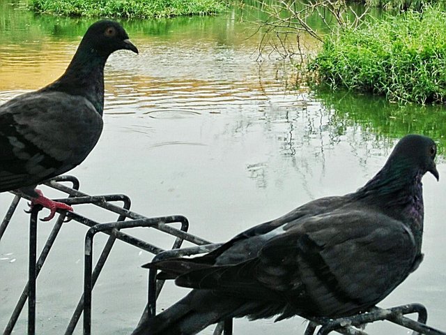 Burung Merpati Dara Steemit