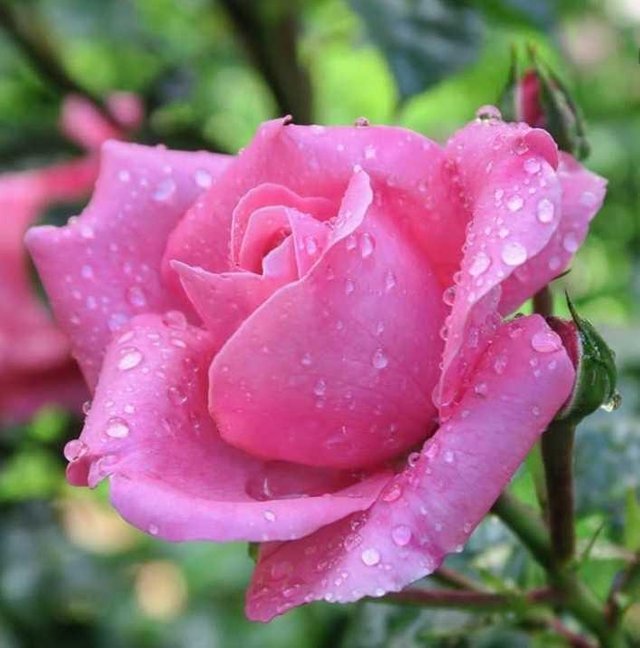 Arti Bunga Mawar Pink Steemit