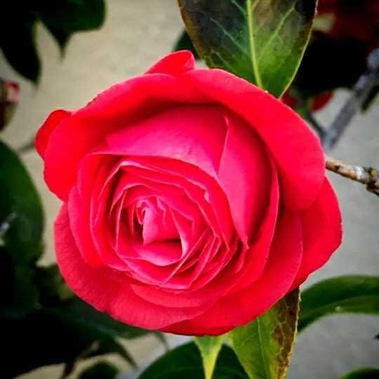 Bunga Mawar Merah Satu Tanda Cinta Steemit