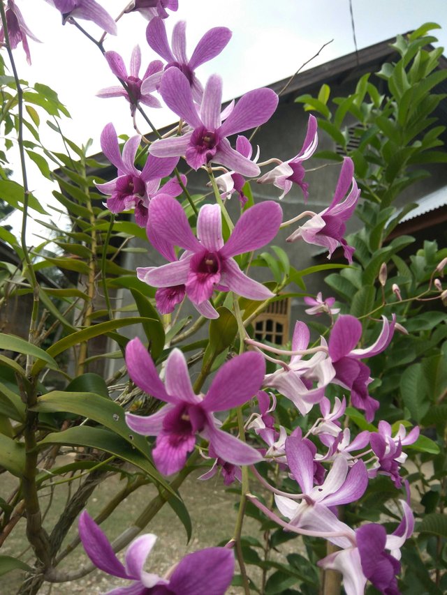 Wow 19+ Gambar Bunga Anggrek Yg Cantik - Gambar Bunga HD