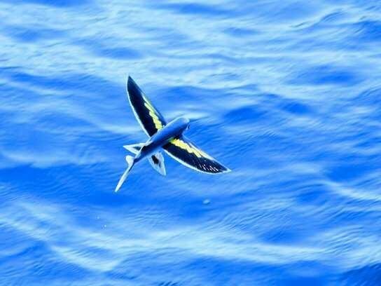 Sea ​​fish that can fly — Steemit