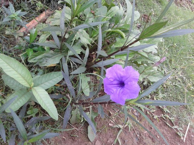 The Beauty Of Purple Trumpet Flower Keindahan Bunga Terompet