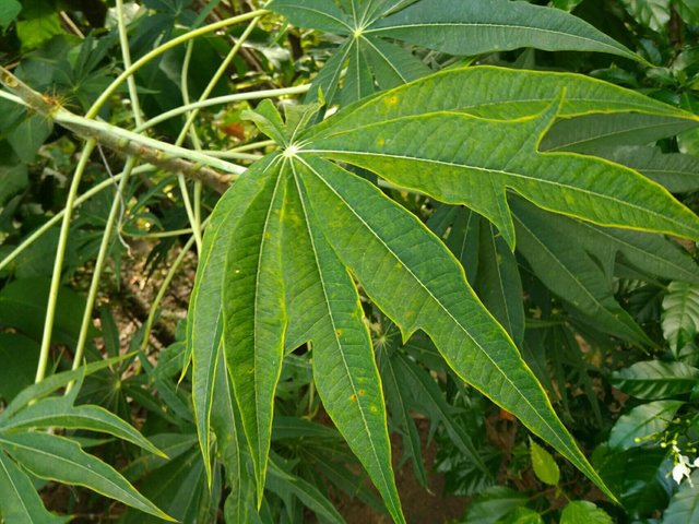 Manfaat Tanaman Betadine  Jatropha Multifida Steemit