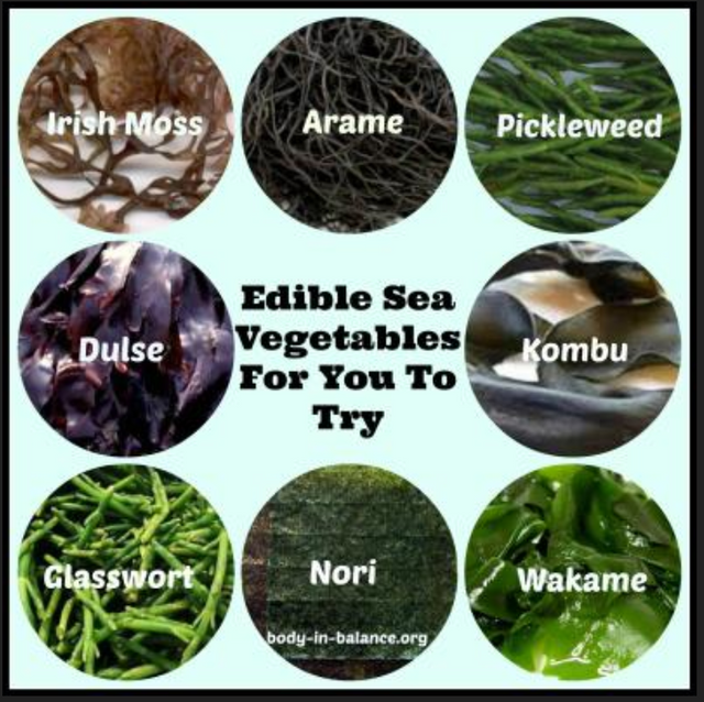 edible seaweed names