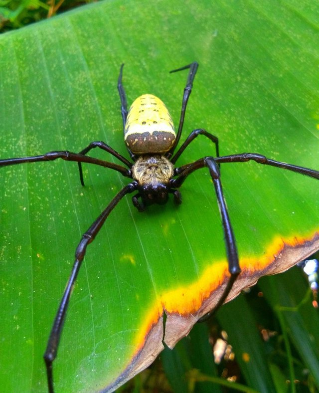 The Spider On Banana Leaf Steemit For Example The Spider I Managed To Photograph This He Is Very Unique And Has A Beautiful Color Large But Not Dangerous