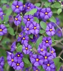 c91yceqjlp.pngRead more at Gardening Know How: What Is A Potato Bush: Information About The Blue Potato Bush Plant https://www.gardeningknowhow.com/ornamental/shrubs/potato-bush/potato-bush-information.htm