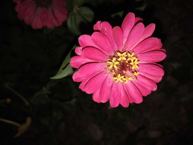 55 Gambar Bunga Matahari Warna Pink Terbaik Eye Candy Photograph