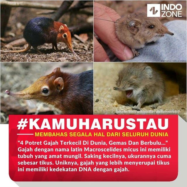 Unduh 95 Koleksi Gambar Gajah Dan Nama Latinnya Terbaru 