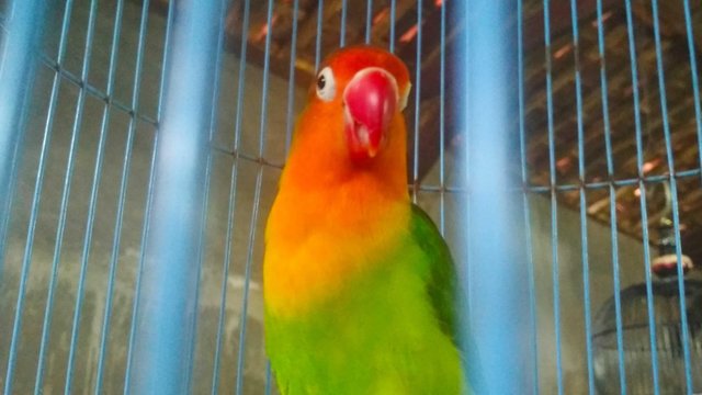 Beautiful Color Love Birds Steemit