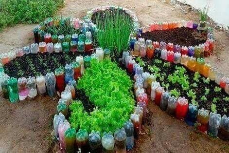 plant vegetables with used bottles — Steemit