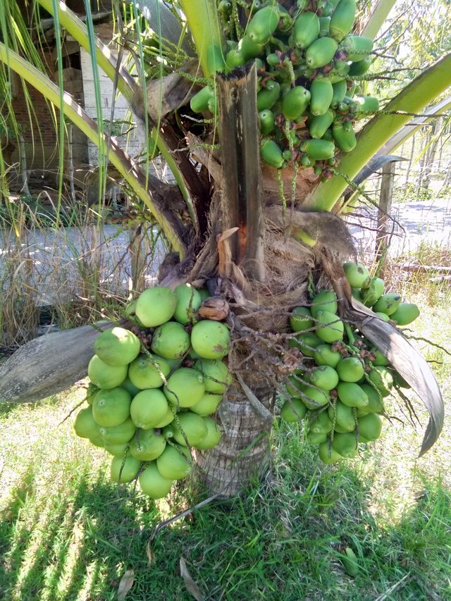 Tanaman Buah Yang Cocok Untuk Halaman Rumah - Info Terkait ...