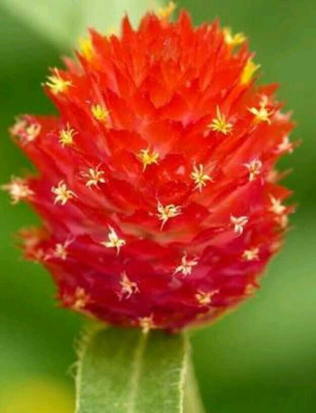the most beautiful red flower in the world