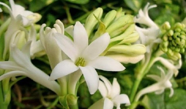 Tuberose Flower Steemit