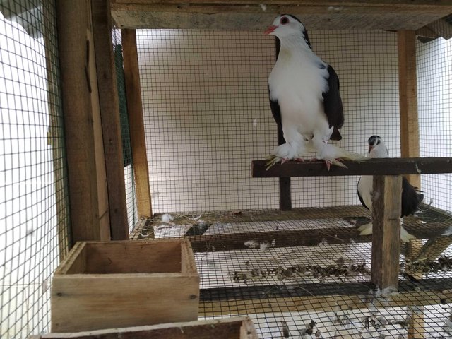 Burung Merpati Yang Malang Steemit