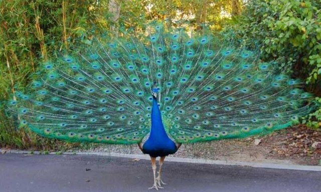 Circle Of Devil Steemit