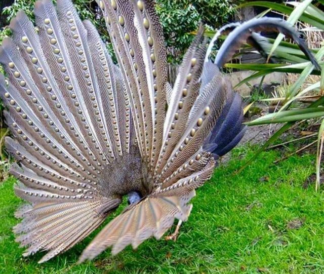 Burung Khas Kalimantan Steemit