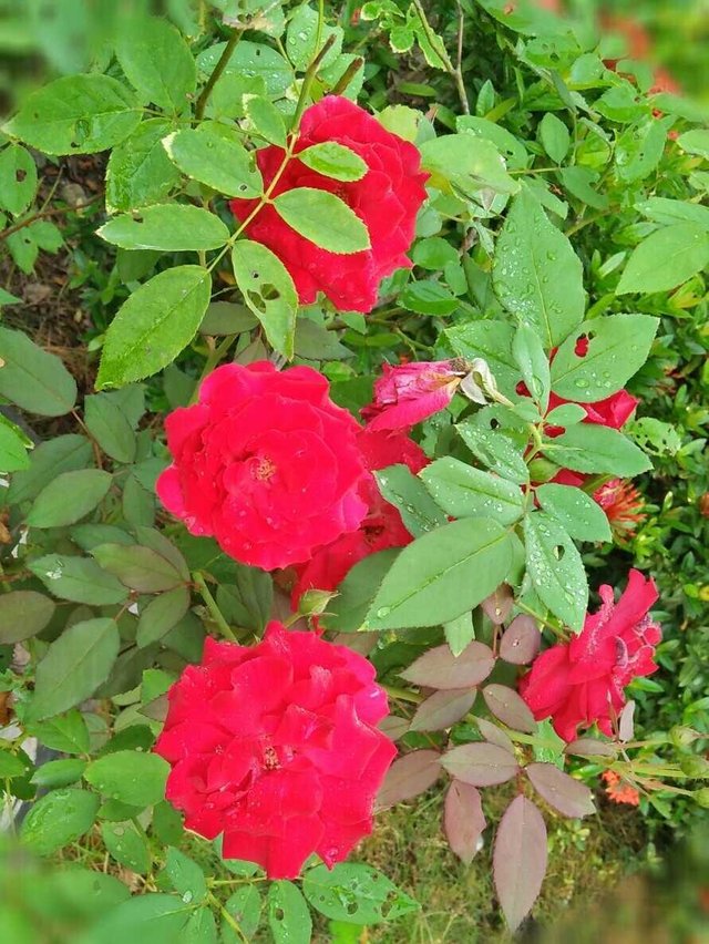 Bunga Mawar Merah Yang Sangat Harum Dan Cantik Steemit
