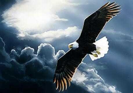 Sifat Ksatria Laksana Elang Steemit