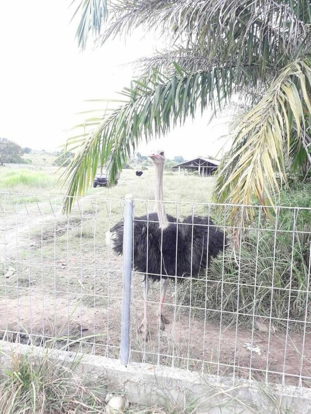 46+ Gambar kaki burung unta terbaru