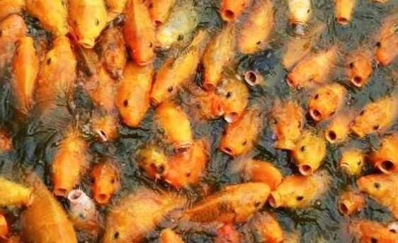 How To Cattle The Best Tilapia Cara Ternak Ikan Nila