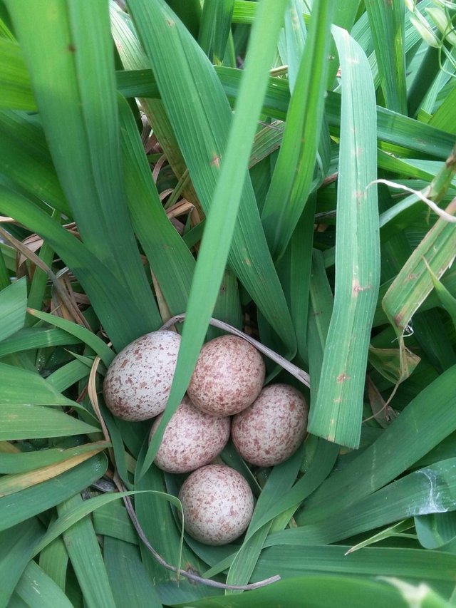 46++ Burung sawah terbaru