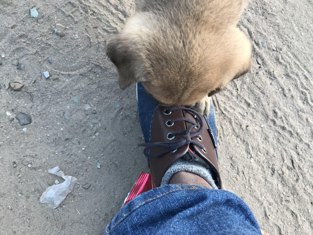 Dog licking shoes hotsell