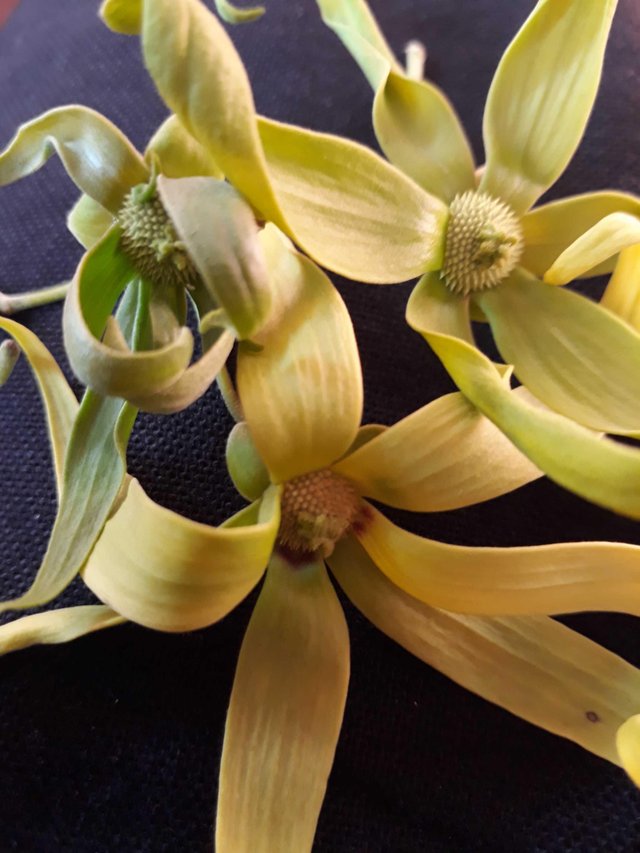About Seulanga Kenanga And Anangium Odoratum Steemit