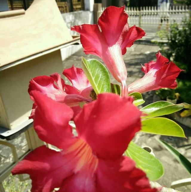 Kecantikan Bunga Kamboja Steemit