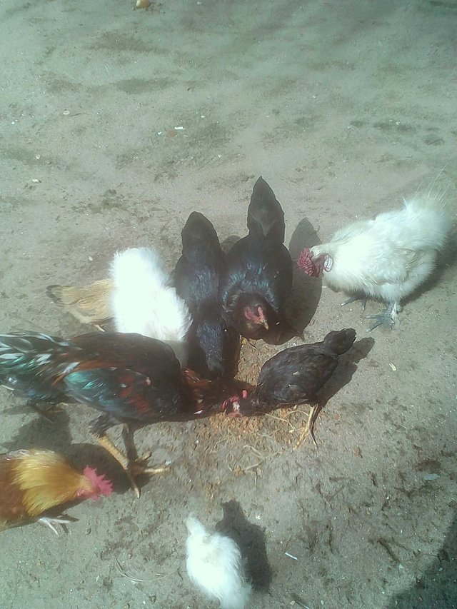 Hewan Peliharaan Yang Baik Steemit Hewan Peliharaan Yang Baik Steemit