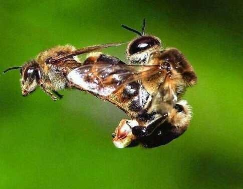 How Do Bees Reproduce?