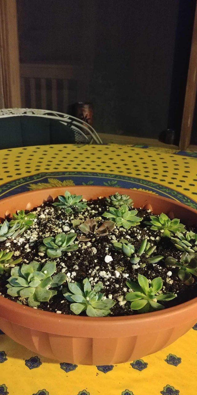 Succulents And African Violets Steemit