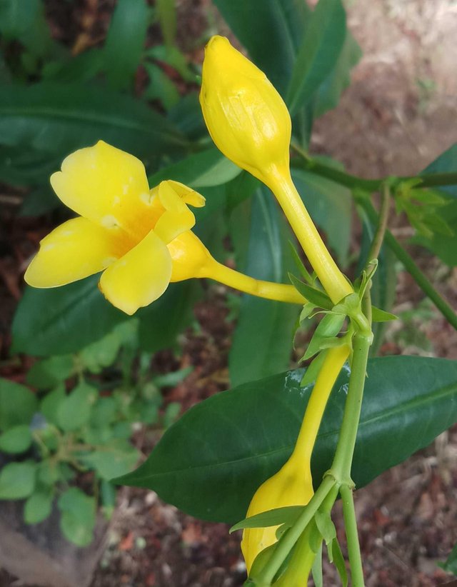 bunga Nama Bunga Warna Kuning