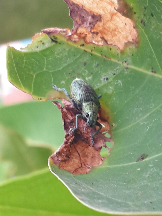 Serangga Insect Steemit