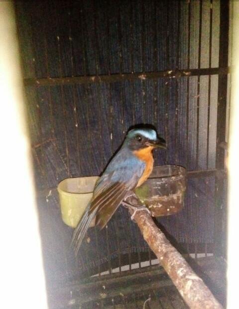 Burung Tledekan Gunung Jantan Steemit