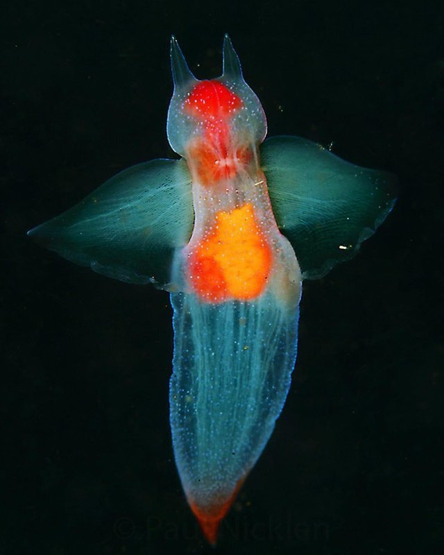 Pteropods, also known as Sea Angels appear everywhere in the high ...