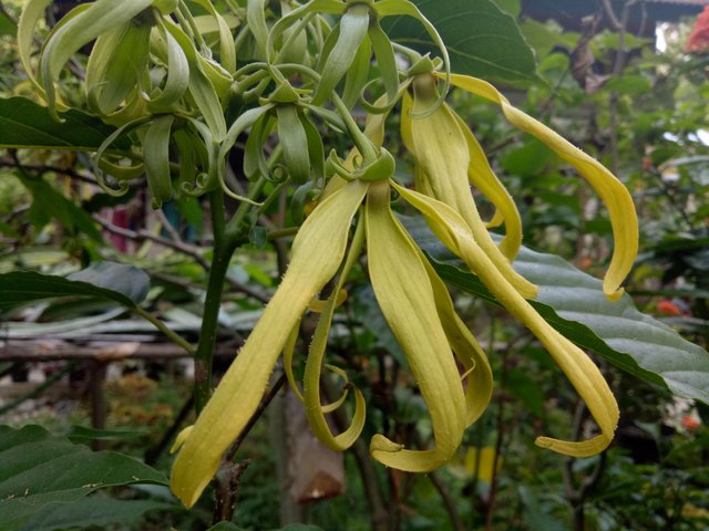 The Fragrance Of The Flower Kenangakeharuman Dari Bunga