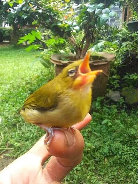 12+ Burung 50 ribuan terbaru