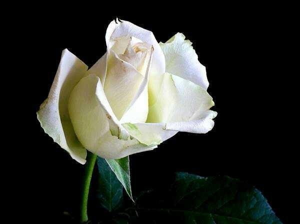 Mawar Putih Yang Sentimental Steemit