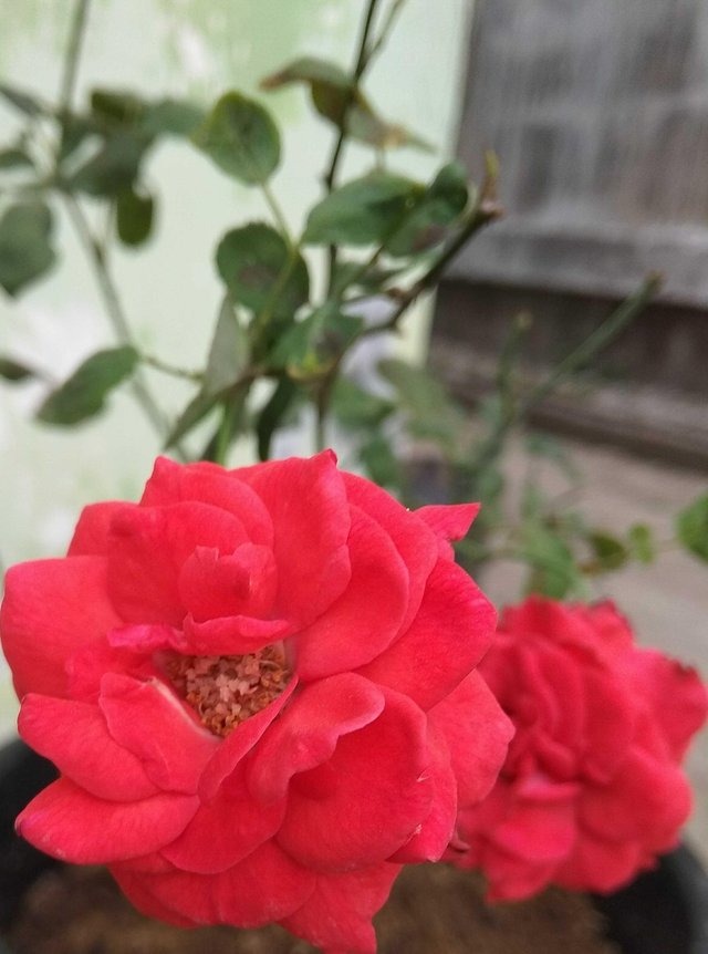 Terbaru 21+ Bunga Mawar Merah Kelopak - Gambar Bunga Indah