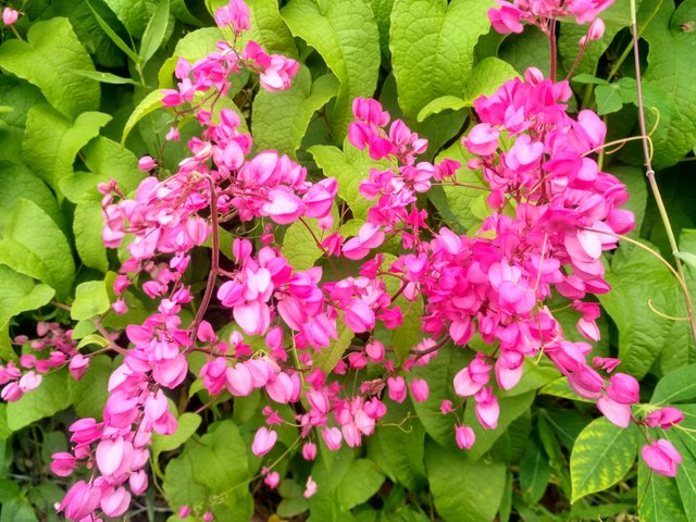 Gambar Bunga Warna Pink Cantik - GAMBAR TERBARU HD