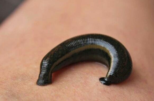 Black Leech