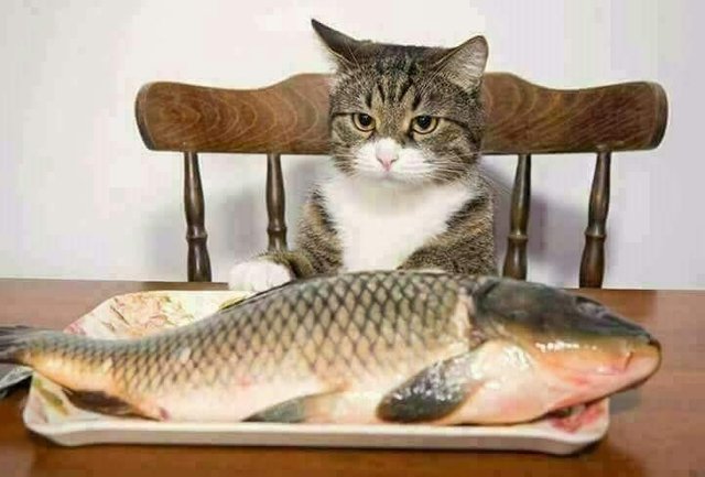 Selamat Pagi Steemians! Kucing Jaga Ikan u2014 Steemit