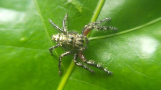 Fotografi Laba Laba Dengan Lensa Macro Photography Spider With