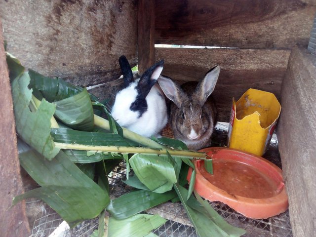 Why you should feed your Rabbit little Plantain leaves feeding