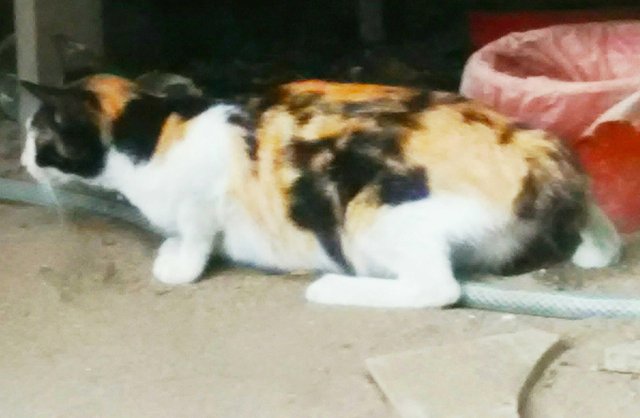 three colored male cat